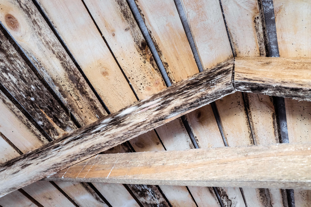 Attic Mold Is A Genuine Problem That May Affect Other Rooms In Your Home Or The Roof Itself - Restoration 1