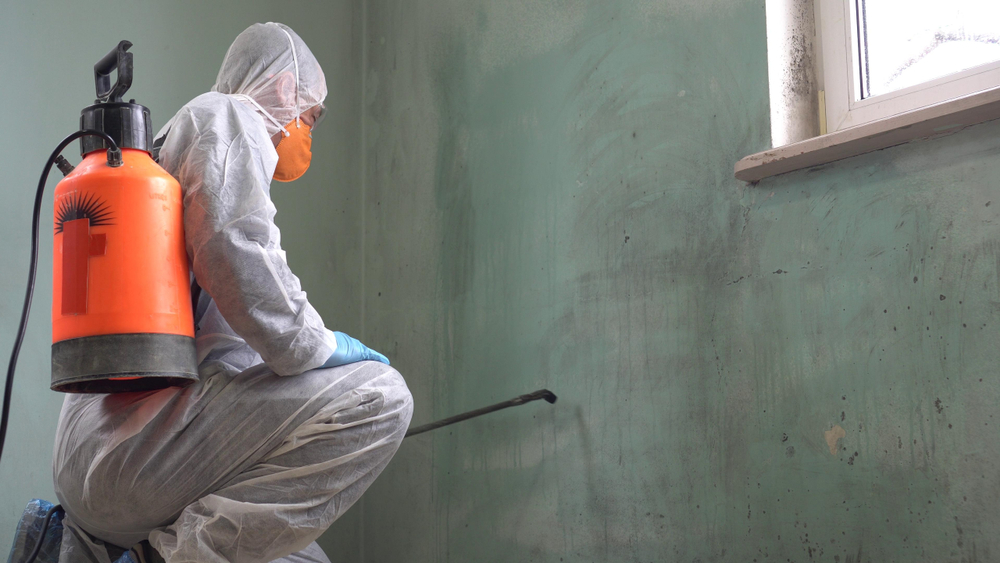 Reasons Why You Should Consider Mold Removal Services