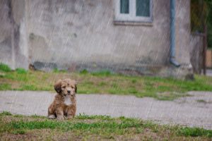 Here’s How To Keep Everyone Safe, Including Your Pets During Hurricane Dorian