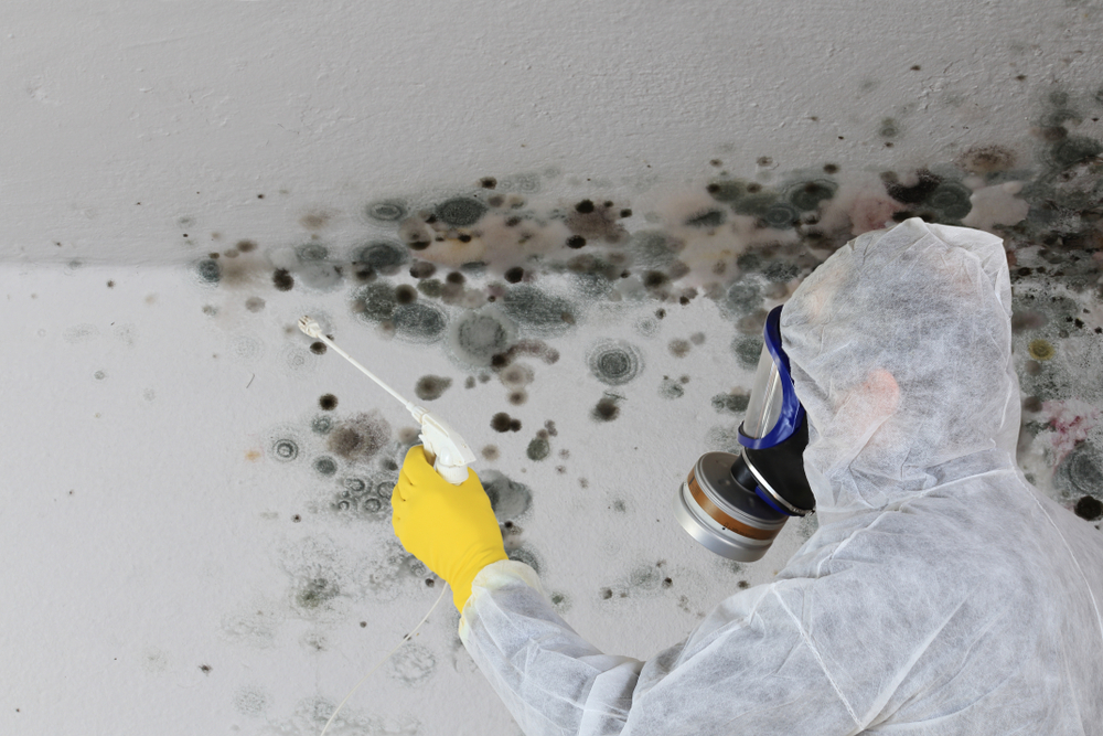 Part 2: A Step-By-Step Guide On How To Treat Mold In Your Home