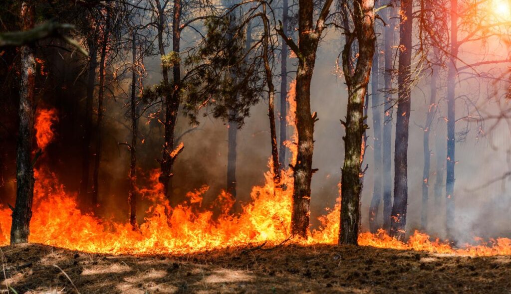 A Wildfire Where The Grass And Trees Are On Fire