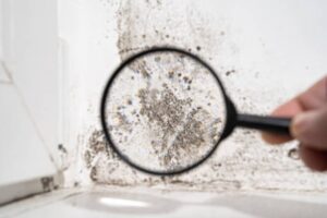 Dangers Of Mold In Houses