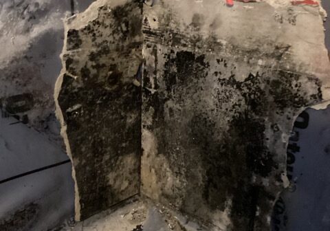 The Hazards of Mold Growth in Your Home and How to Mitigate Them