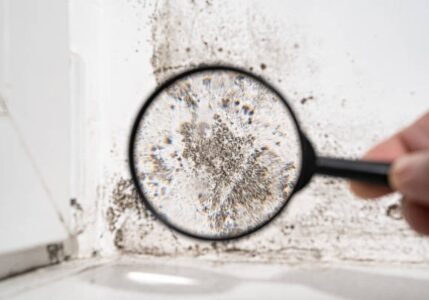 Dangers of Mold in Houses
